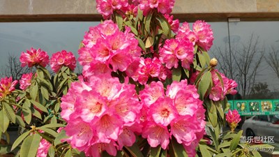 馬纓花