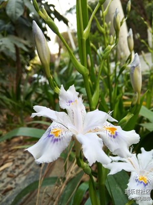 這是什么花？