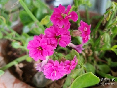 用S7edge拍攝花朵