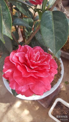 又見(jiàn)茶花