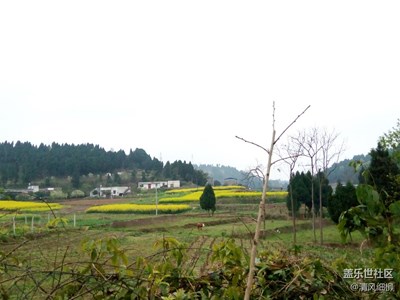 陽春三月踏春去