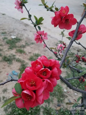 櫻花??