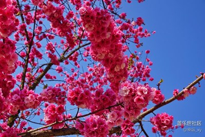 櫻花