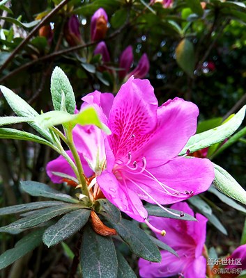 雨后嬌艷春杜鵑