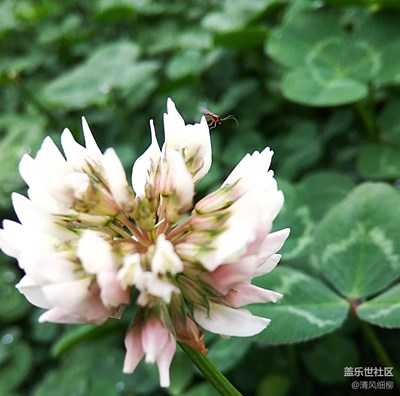 “平凡”的三葉草