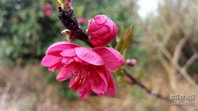 試拍小花。