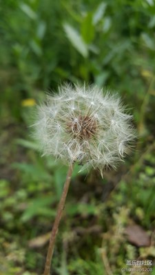 三星機(jī)用多了，不知哪個拍的