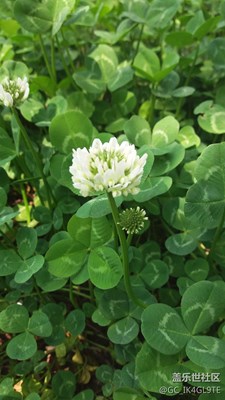 春日嬌花
