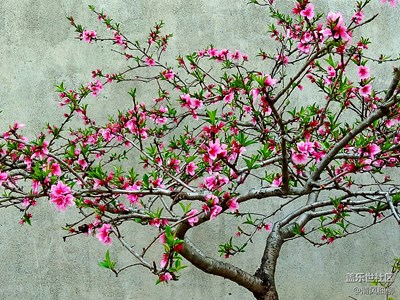 照片的軟件特效處理