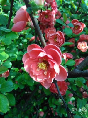 三星a7，其實(shí)也很棒。不知道你發(fā)現(xiàn)了沒。