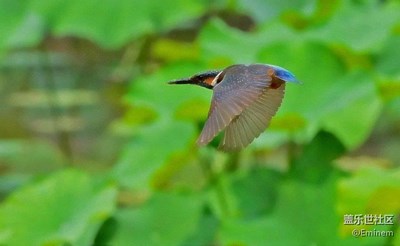 尼康70-300鏡頭下的鳥