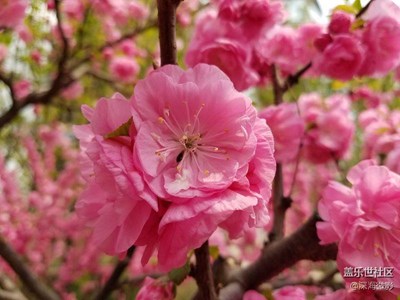 桃花朵朵開(kāi)