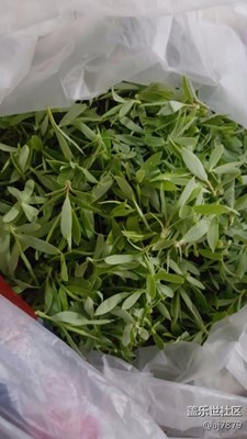 【2013-04-01】??美味之柳樹芽兒??