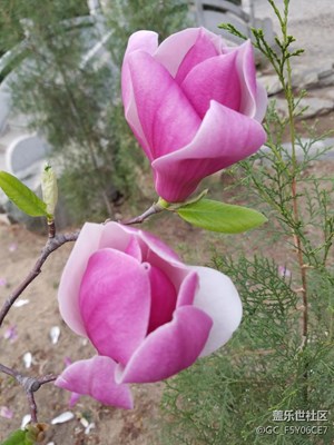 S7 拍攝春天的花朵