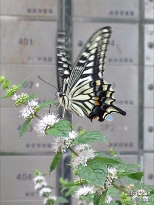 你若盛開，蝴蝶自來。
