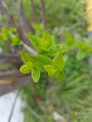 午后的燦爛MINI春光