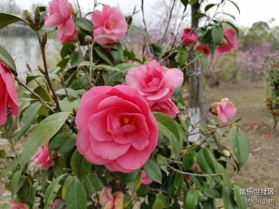 [清明踏春游]+杭州+蕭山北塘河公園