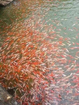 魚