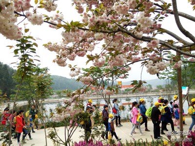 盛世櫻花品幽樂谷品嘗