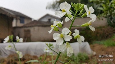 note5隨拍蘿卜花