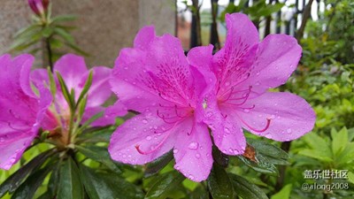 春雨中的映山紅