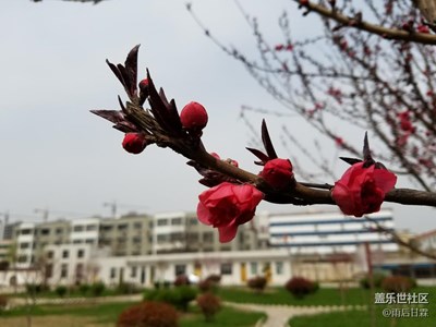 濮上隨拍