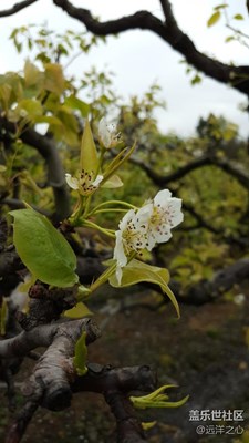 清明踏青，這幾棵樹都是祖爺爺栽種的～