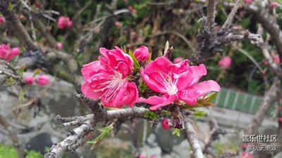 踏春進(jìn)行時(shí)