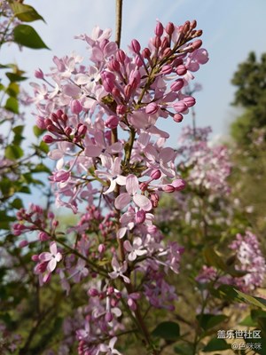 花兒