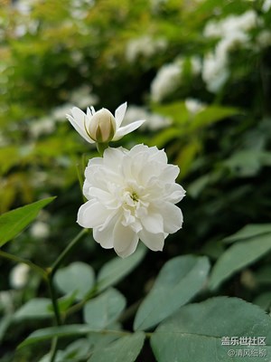 潔白溢香九里香