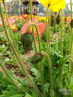 雍容浮華的虞美人