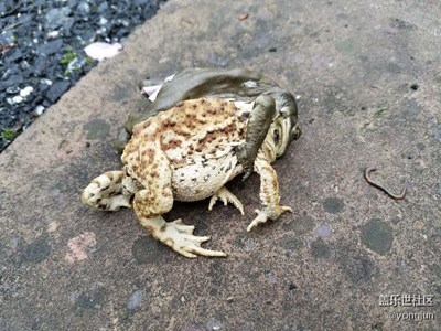 這是自相殘殺還是在蛻皮？