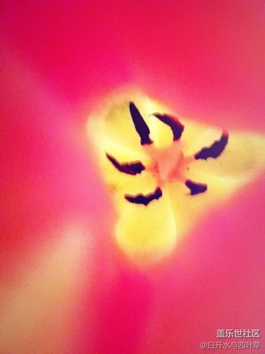 花兒朵朵開(kāi)