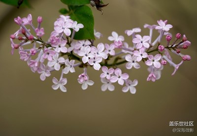 天國(guó)之花