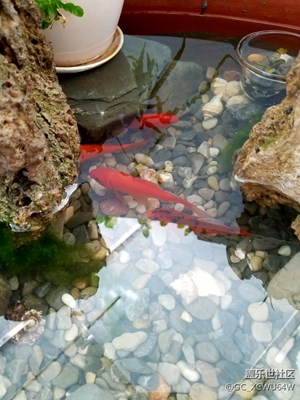一個(gè)小盆景??