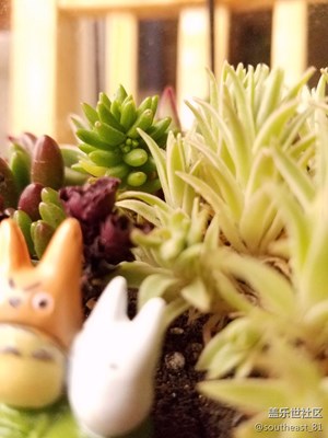 手機照出單反的效果？