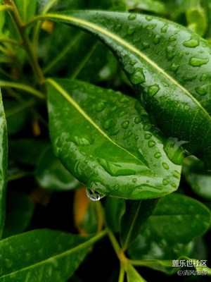 S7專業(yè)強于自動模式的焦點在銳度、飽和度和成像細(xì)節(jié)