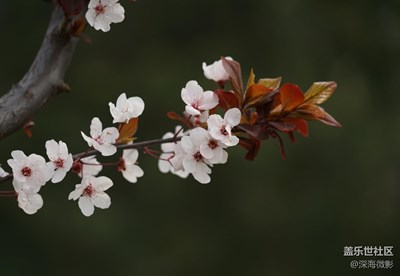 花花世界