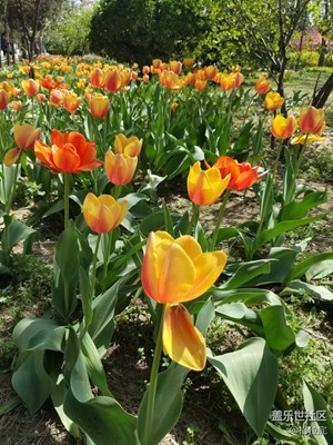 芳菲四月花開季