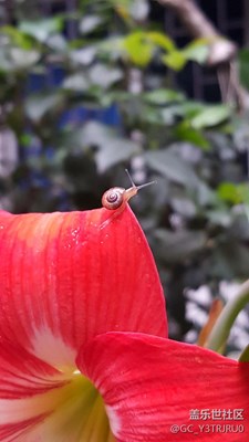 阿門(mén)阿前一顆葡萄樹(shù)……一步一步往上爬