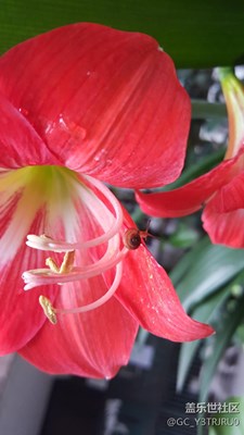 阿門(mén)阿前一顆葡萄樹(shù)…一步一步往上爬