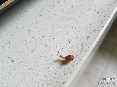 小7微距下的小蝸牛，超贊