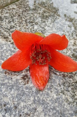 風雨摧殘后的木棉花