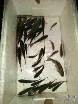 野釣