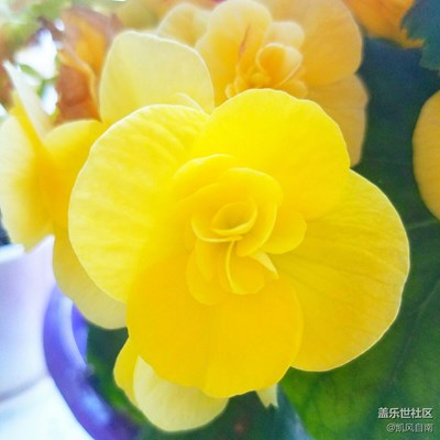 曬曬用三星S7edge 拍出的春景吧！