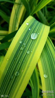 廣州海珠湖-拍自Samsung S6 Edge