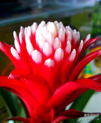 紅