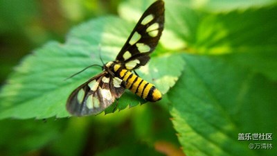 三星s6 edge  拍攝【昆蟲】