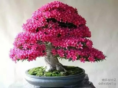 映山紅…供大家欣賞