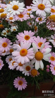 這是什么花